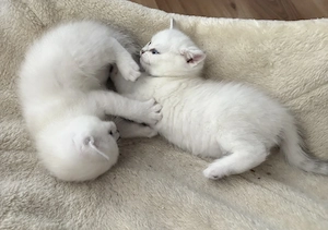 BKH Silver Shaded Katzenbaby Kitten mit blauen Augen 