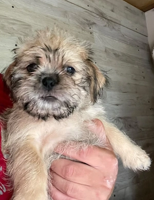 Süser  shizu mix sucht dringend  neues zuhaise
