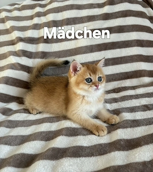 Schottisch Golden Chinchilla 2 Mädchen und 1 Junge