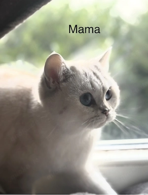 BKH Kitten sind abholbereit für ein neues Zuhause. Bild 4