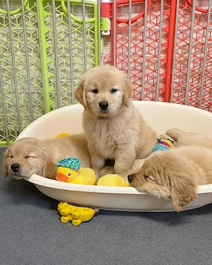 Herzige Golden Retriever