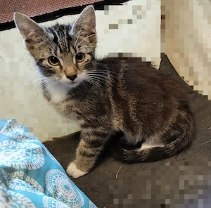 nur noch ein kitten
