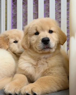 Herzige Golden Retriever((((4367870413678))))))))))) Bild 4