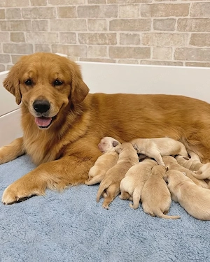 Herzige Golden Retriever((((4367870413678))))))))))) Bild 3