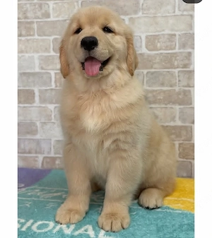 Herzige Golden Retriever((((4367870413678))))))))))) Bild 5