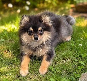 Süßes PomChi Mädel mit Ahnentafel 