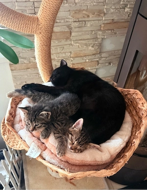 2 süsse Kitten zu vergeben !
