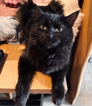 Main Coon Weiblich kastriert geimpft gechipt