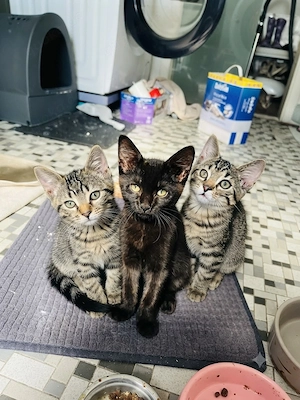 Süßes Kätzchen-Trio sucht ein liebevolles Zuhause!   