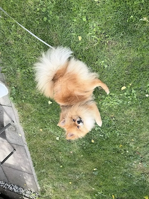 Pomerian spitz Rüde 