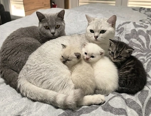 3 BKH Mädchen: Blue Point, Silver Tabby Point