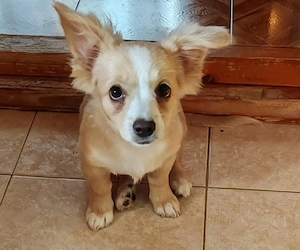 ZIZIE - liebevolles Hundekind (wartet in Rumänien)