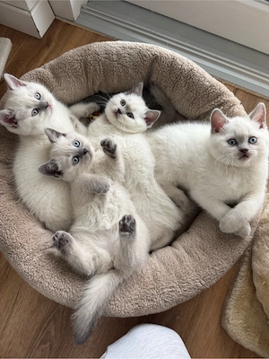 Vorankündigung Britisch Kurzhaar - Blue Point Kitten