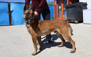 Sportlicher, anhänglicher Malinois Mix Domingo sucht Zuhause