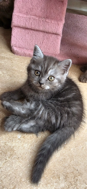 Baby Katzen 
