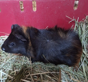 Meerschweinchen Böcke Bild 2