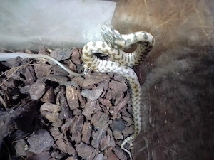 Natrix maura Vipernnatter  Bild 2