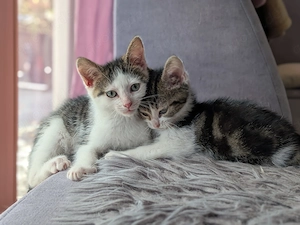 2 kleine Babykatzen dürfen ab sofort ausziehen . Sehr menschenbezogen und verschmust!