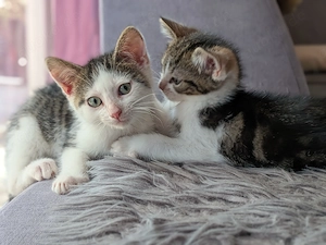 2 kleine Babykatzen dürfen ab sofort ausziehen . Menschenbezogen mit weichen Fell 