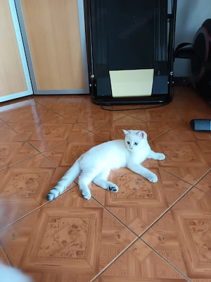 Baby Kitten BKH 14 Wochen