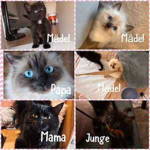 Heilige Birma Main Coon mix geimpft und gechipt abgabebereit 