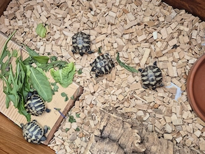 Griechische Landschildkröten
