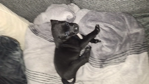 LabradorMix Welpen