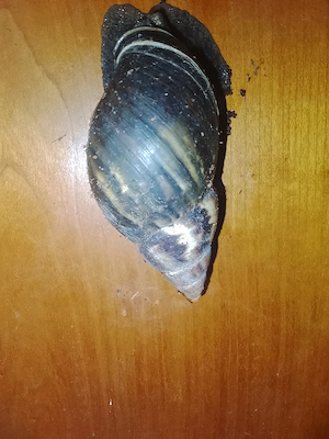 Afrikanische Riesenschnecke 