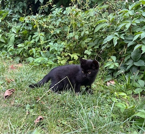 Katzen, Kitten, Kater, Katzenbabys 
