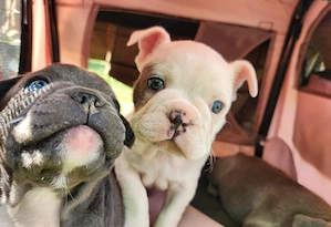 Französische Bulldoggen Welpen