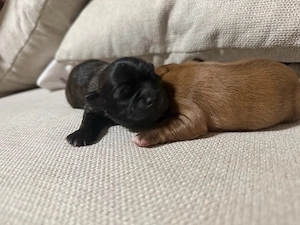 Zwei Chihuahua-Rüden suchen bald ein liebevolles Zuhause 