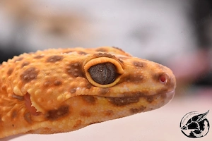Versand möglich,  Mandarin Tremper Albino het Eclipse Leopardgecko 