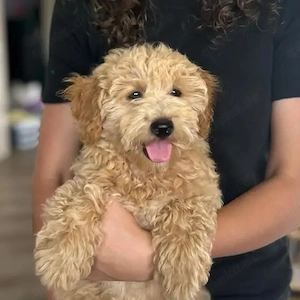 Wunderschöne Maltipoo-Welpen