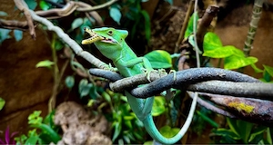 Kronenbasilisken (Laemanctus longipes) Bild 4