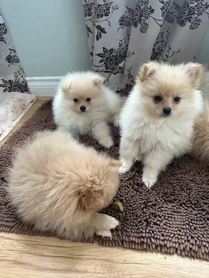 Bezaubernde Zwergspitz-Pomeranian-welpen