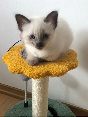 Abhohlbereit ! Reirassig, siam kitten ,  blue-point katzenbaby,