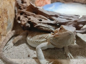 0,1 Bartagame Weibchen Farbbartagame