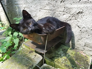 Katzenkinder suchen neuen Abenteuerspielplatz