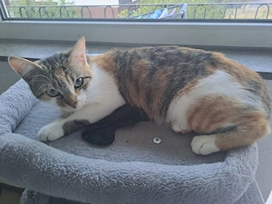 Kater und Katze suchen neues Zuhause