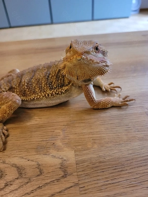 Junge Bartagame inkl. Terrarium und Zubehör abzugeben