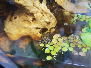 Chinesische Rotbauchunke   Bombina Orientalis, Nachzuchten aus eigener Hobbyzucht