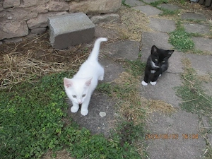 Katzenbabys in liebevolle Hände abzugeben