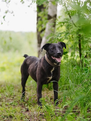 Zarte Stesha sucht zuhause...