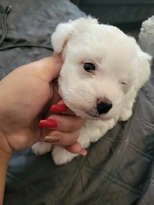malteser bichon welpe  Bild 2