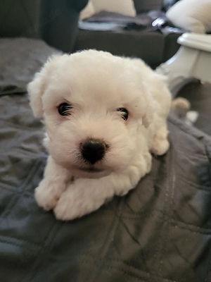 malteser bichon welpe 
