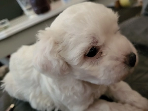 malteser bichon welpe  Bild 3