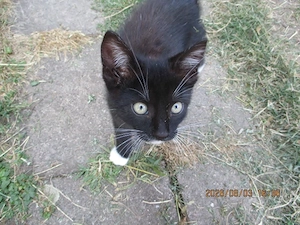 Katzenbaby in liebevolle Hände abzugeben
