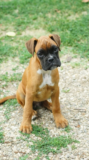 Deutsche Boxerwelpen