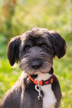 Neugieriger Bob sucht aktive Familie