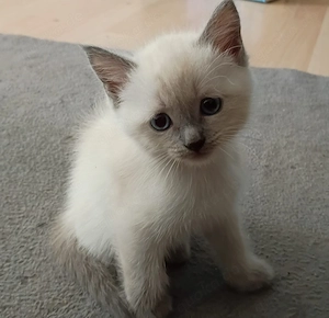 BKH Ragdoll Kitten
